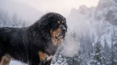 極寒の寒さにも灼熱の暑さにも耐える：一年中屋外で暮らせる7つの犬種