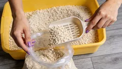 猫のトイレにどのくらい砂を入れるべきか：ペットに最適なバランスを見つける方法