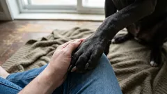 犬が前足を膝に乗せるのはなぜ？6つの意味と見分け方をやさしく解説