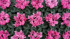 一般的なアパート環境では、人気のある植物のうちどれが生き残ることがほとんどないか