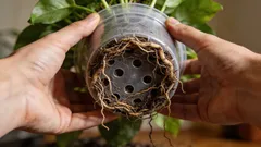 観葉植物の植え替えサイン5つ、手遅れになる前に気づくチェックリスト