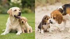 子犬は母犬を覚えてる？ニオイでわかる親子の記憶とお迎え直後の安心ケア