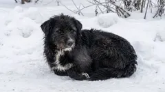 冬の朝に野良猫を安全に助ける5つのコツ|ボンネット確認から防寒シェルターまで